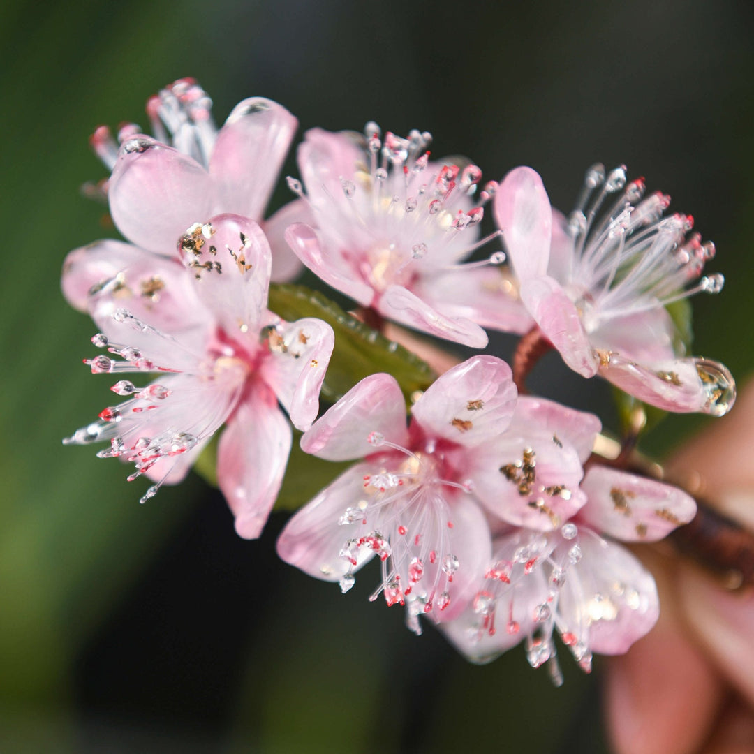 Blühende rosa Kirschblüten Haarspange