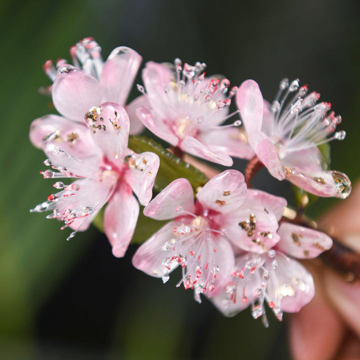 Blühende rosa Kirschblüten Haarspange